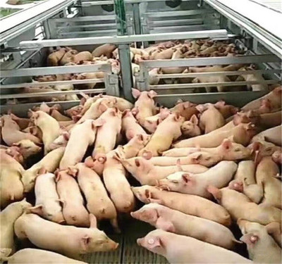 東風天龍畜禽運輸車車型大全及冷藏車解析